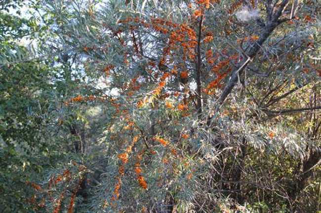 快乐自驾游续（乔尔马-那拉提-巴音布鲁克）,图七