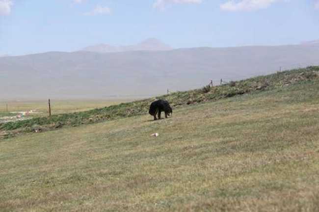 快樂自駕游續(xù)三（喬爾馬-那拉提-巴音布魯克）,圖十一