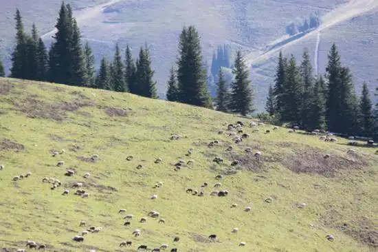 快乐自驾游续四（巴音布鲁克草原-伊犁河-伊宁）