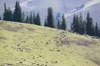 快乐自驾游续四（巴音布鲁克草原-伊犁河-伊宁）