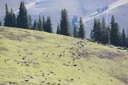 快乐自驾游续四（巴音布鲁克草原-伊犁河-伊宁）