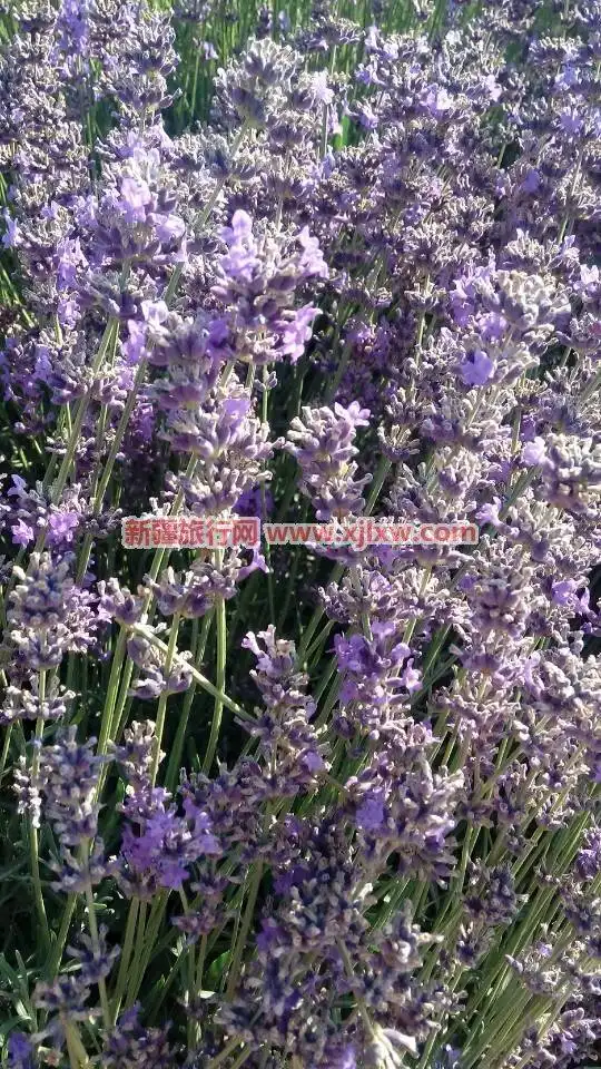 伊犁那拉提芳香之旅（四）