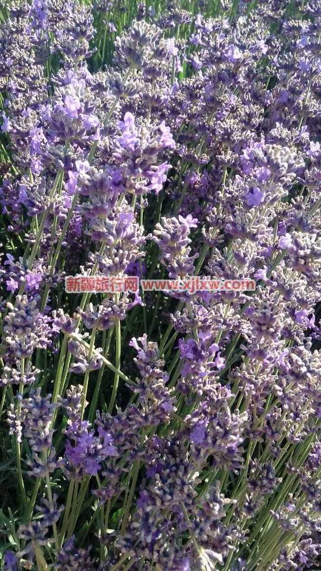 伊犁那拉提芳香之旅（四）,图七