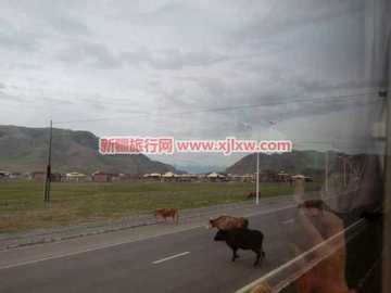 伊犁那拉提芳香之旅（三）,图四