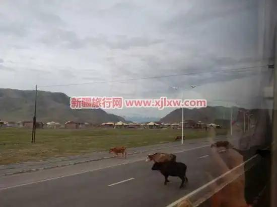 伊犁那拉提芳香之旅（三）