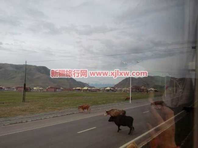 伊犁那拉提芳香之旅(三),图四