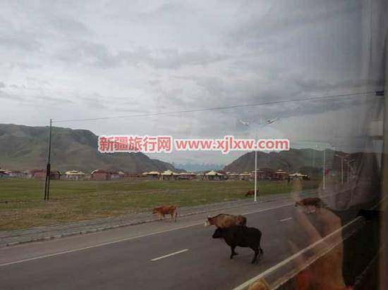 伊犁那拉提芳香之旅（三）,图四