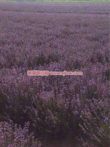 伊犁那拉提芳香之旅（四）,图一