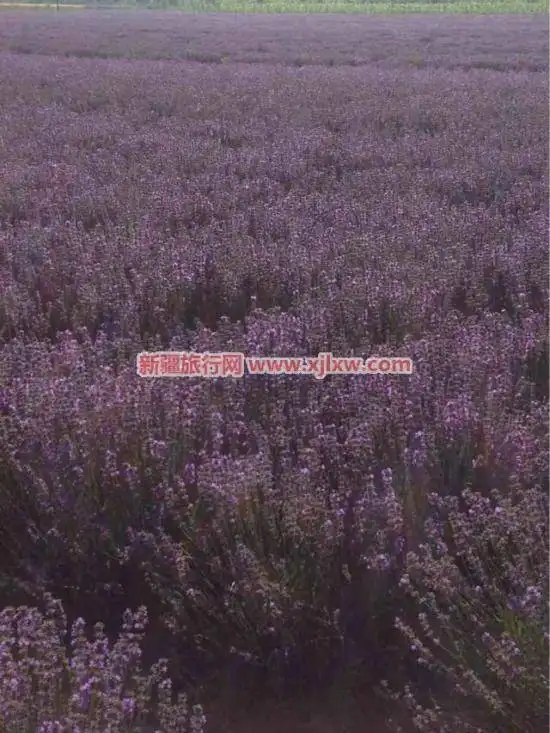 伊犁那拉提芳香之旅（四）