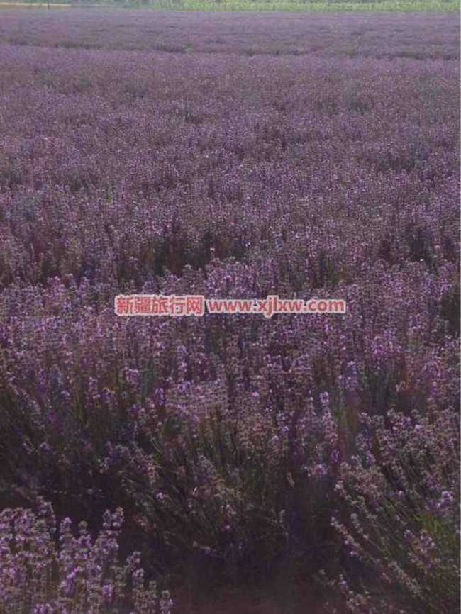 伊犁那拉提芳香之旅（四）,图一