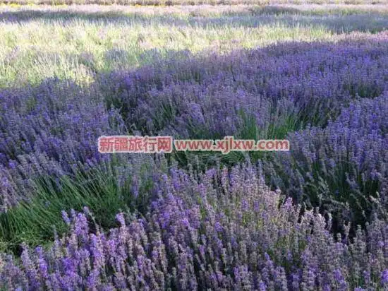 伊犁那拉提芳香之旅（四）