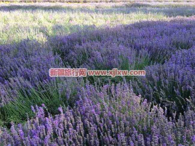 伊犁那拉提芳香之旅（四）,图二