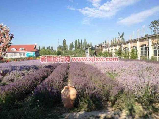 伊犁那拉提芳香之旅（四）,图五