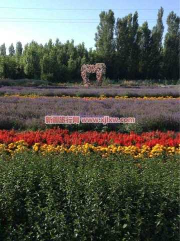 伊犁那拉提芳香之旅（四）,图四