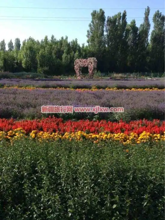 伊犁那拉提芳香之旅（四）