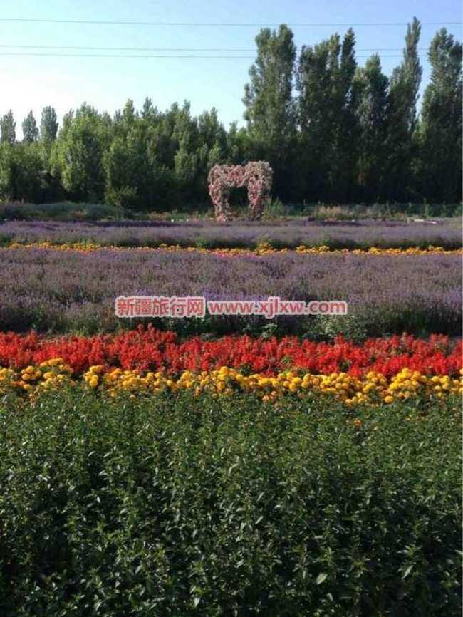 伊犁那拉提芳香之旅（四）,图四