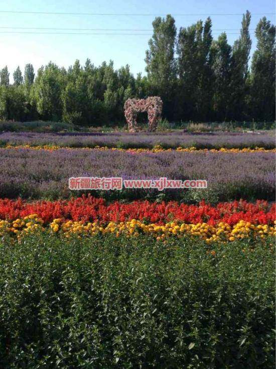伊犁那拉提芳香之旅（四）,图四