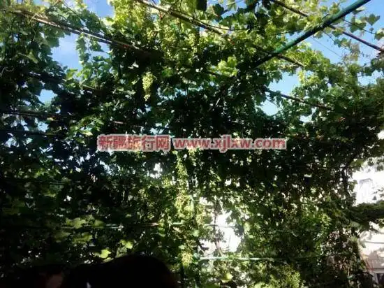 伊犁那拉提芳香之旅(二)