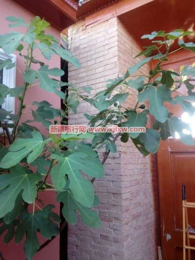 伊犁那拉提芳香之旅（二）,图七