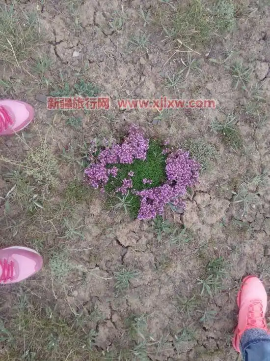 伊犁那拉提芳香之旅（一）