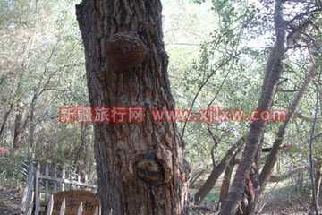 金秋十月南疆之旅(三),图八