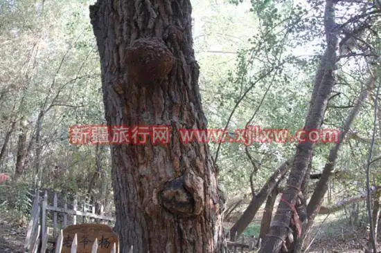 金秋十月南疆之旅(三)