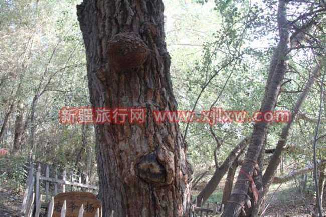 金秋十月南疆之旅(三),图八