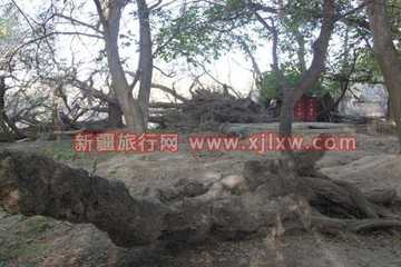 金秋十月南疆之旅(三),图二