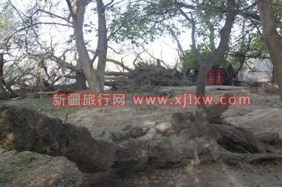 金秋十月南疆之旅(三)