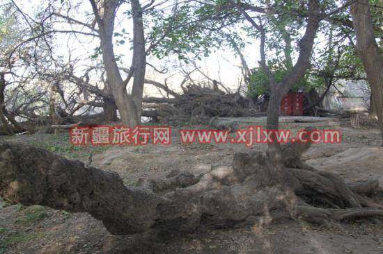  金秋十月南疆之旅（三）,图二