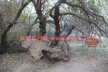 金秋十月南疆之旅(三),图四