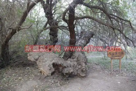 金秋十月南疆之旅(三)