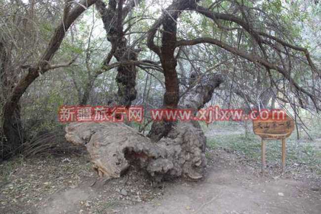 金秋十月南疆之旅(三),图四