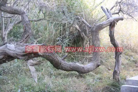 金秋十月南疆之旅(三)