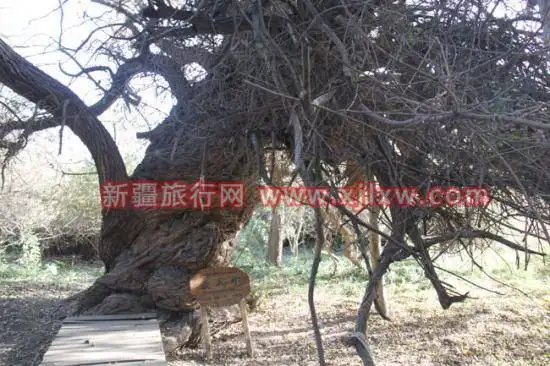 金秋十月南疆之旅(三)