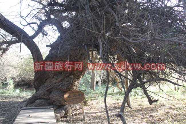 金秋十月南疆之旅(三),图十