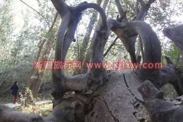 金秋十月南疆之旅(三),图十二