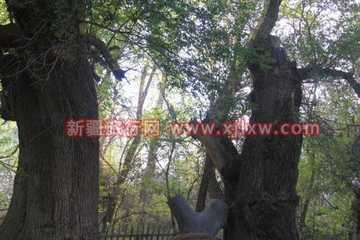 金秋十月南疆之旅(三),图五