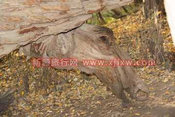 金秋十月南疆之旅(三),图九