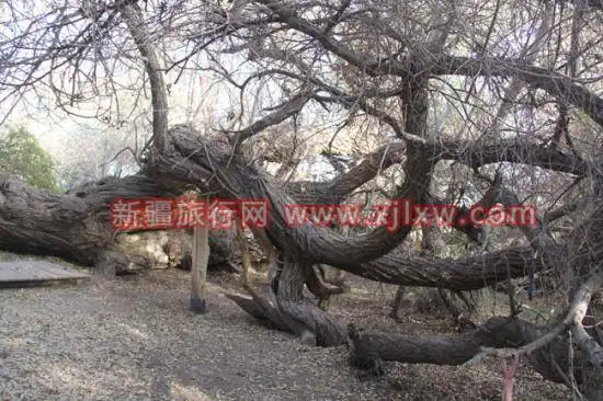 金秋十月南疆之旅(三)