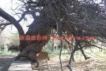 南疆环线考察之旅3,图四