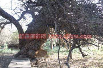 南疆环线考察之旅3,图四