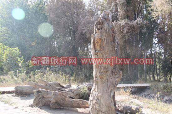 南疆环线考察之旅6,图五