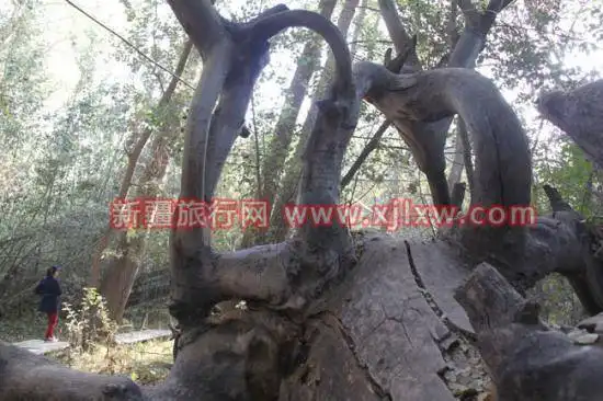天山神木园-(13).jpg