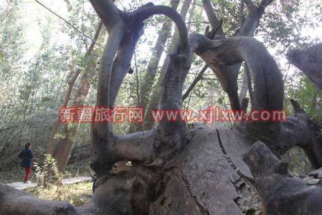 南疆环线考察之旅3,图三