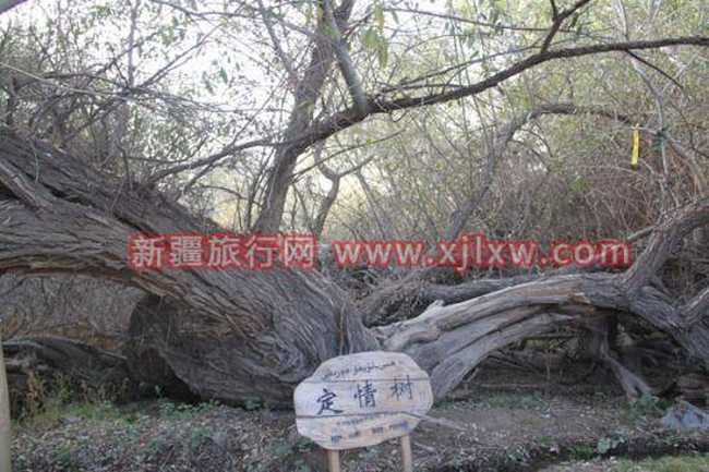 南疆环线考察之旅3,图二