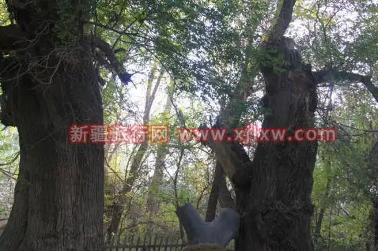 天山神木园-(4).jpg