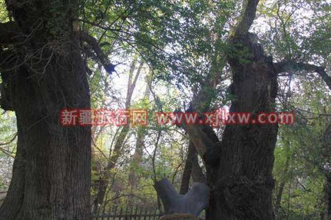 南疆环线考察之旅3,图六