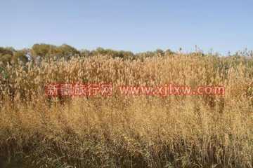 南疆环线考察之旅6,图十