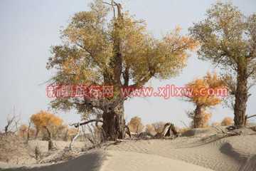 金秋十月南疆之旅(九),图四